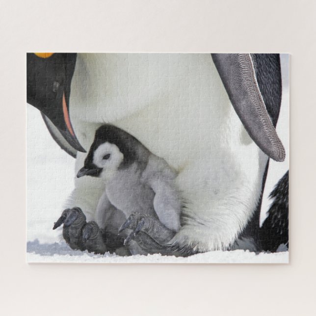 Puzzle Animaux de bébés cutest | Baby Empereur Penguin (Horizontal)