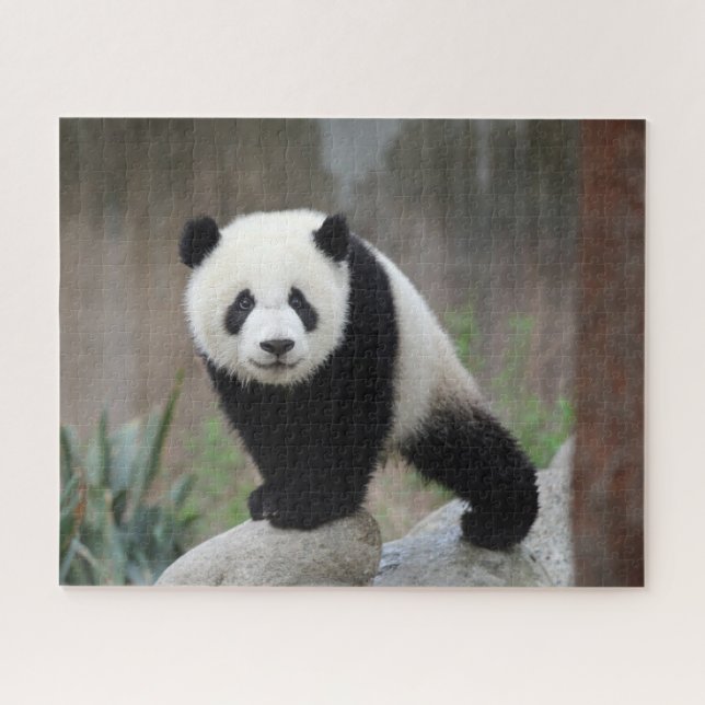 Puzzle Animaux de bébés cutest | Baby Panda géant (Horizontal)