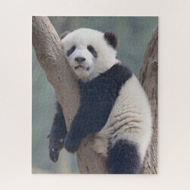 Puzzle Animaux de bébés cutest | Bébé Panda Ours Dormir (Vertical)