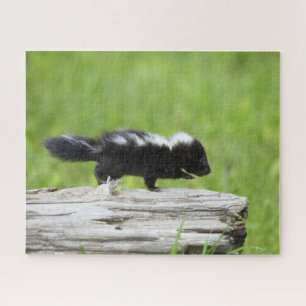 Puzzle Animaux de bébés cutest   Bébé Skunk