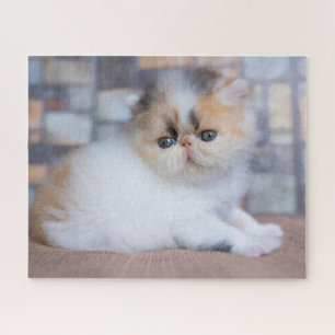 Puzzle Animaux de bébés cutest Calico Persian Kitten