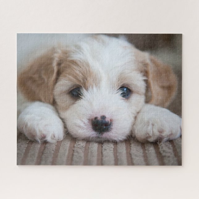 Puzzle Animaux de bébés cutest | Cavashon Puppy (Horizontal)