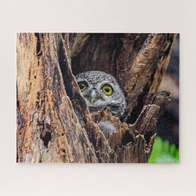 Puzzle Animaux de bébés cutest | Chouette tachetée (Horizontal)