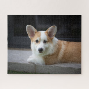 Puzzle Animaux de bébés cutest Corgi Puppy Relaxant