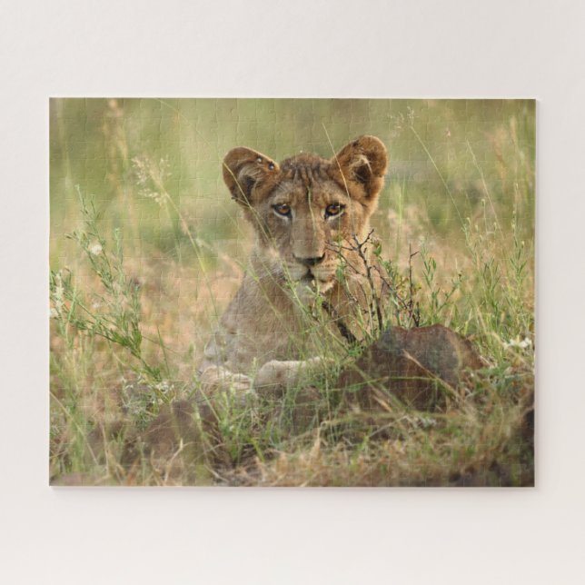 Puzzle Animaux de bébés cutest | Cute Baby Lion Cub (Horizontal)