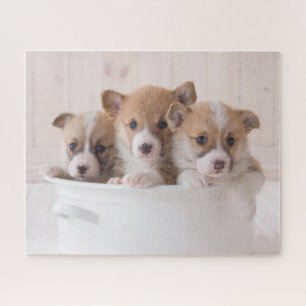 Puzzle Animaux de bébés cutest Cute Corgi Chipies dans