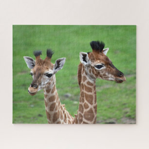 Puzzle Animaux de bébés cutest   Deux Giraffes pour bébés