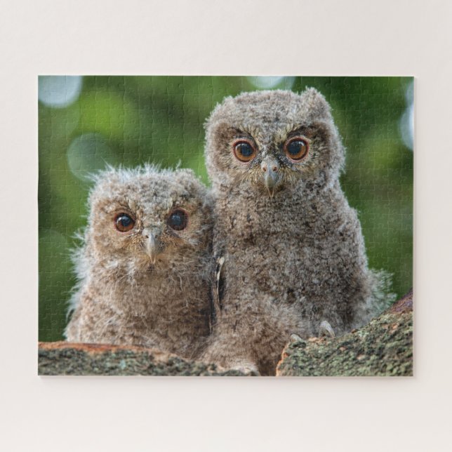 Puzzle Animaux de bébés cutest | Deux jeunes hiboux (Horizontal)