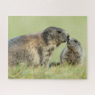 Puzzle Animaux de bébés cutest   Famille des marmottes al