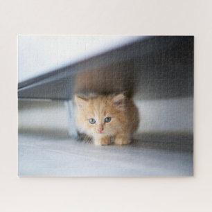 Puzzle Animaux de bébés cutest   Fluffy Orange Kitten