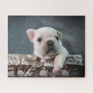 Puzzle Animaux de bébés cutest French Bulldog