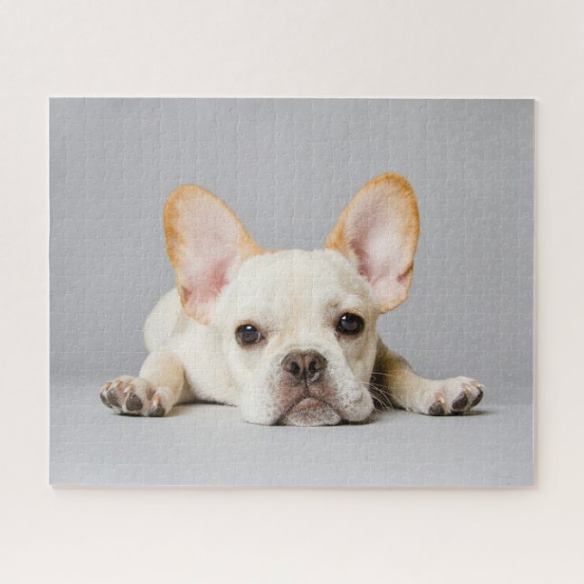 Puzzle Animaux de bébés cutest | French Bulldog Lying Dow (Horizontal)