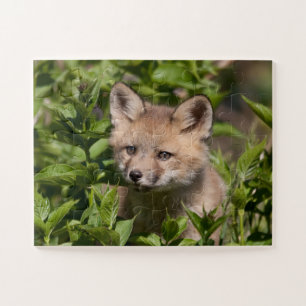 Puzzle Animaux de bébés cutest Kit Fox