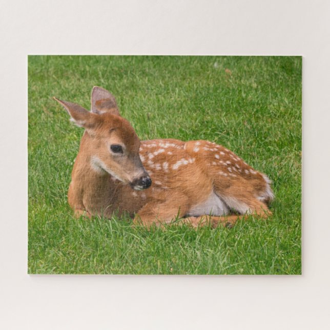 Puzzle Animaux de bébés cutest | Little Fawn (Horizontal)