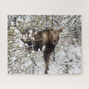 Puzzle Animaux de bébés cutest Moose Calf