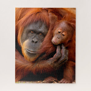 Puzzle Animaux de bébés cutest   Orangutan Maman & Baby