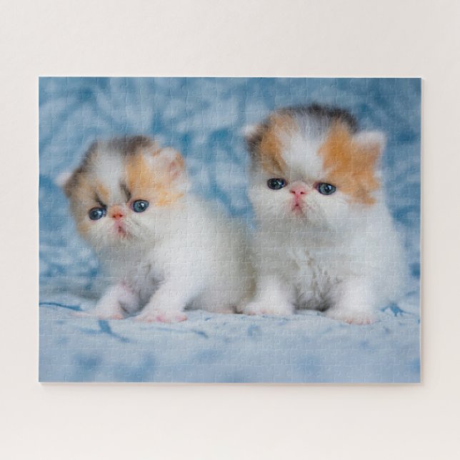 Puzzle Animaux de bébés cutest | Persian Calico Kitten (Horizontal)