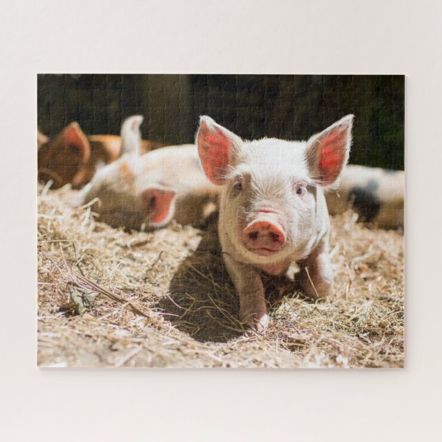 Puzzle Animaux de bébés cutest | Piglet bébé mignon (Horizontal)