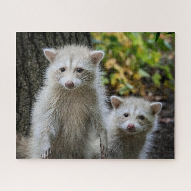 Puzzle Animaux de bébés cutest | Raccoons jeunes blonds (Horizontal)