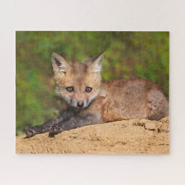 Puzzle Animaux de bébés cutest | Red Fox Pup (Horizontal)
