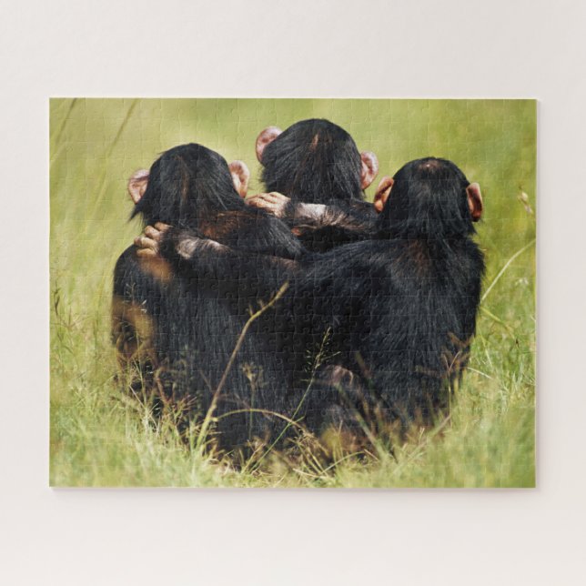 Puzzle Animaux de bébés cutest | Trois chimpanzés en trai (Horizontal)