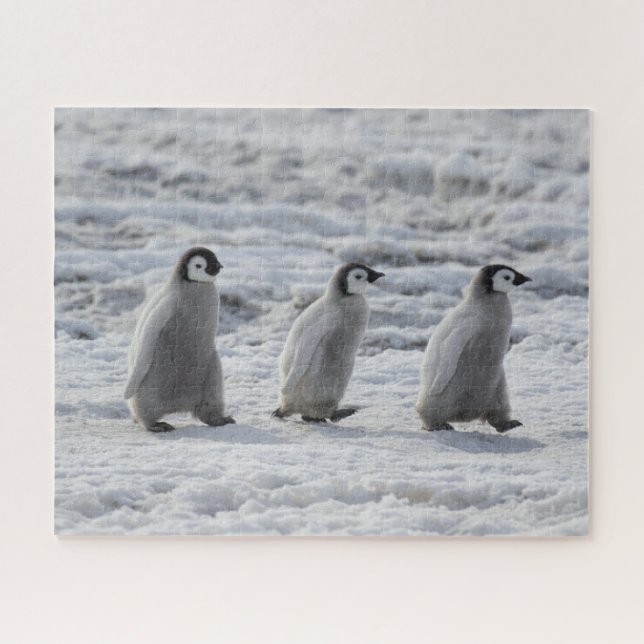 Puzzle Animaux de bébés cutest | Trois Épouses Penguin Em (Horizontal)