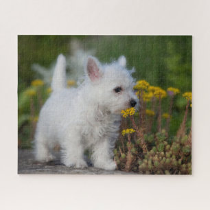 Puzzle Animaux de bébés cutest   West Highland White Terr