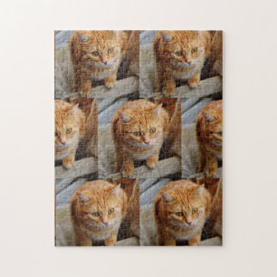 Puzzle Animaux de compagnie Chien Chat Photo Fun Personna