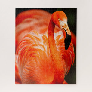Puzzle Animaux sauvages du Flamant rose vibreux