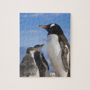 Puzzle Antarctique, Anse Neko. Manchot gentoo 2