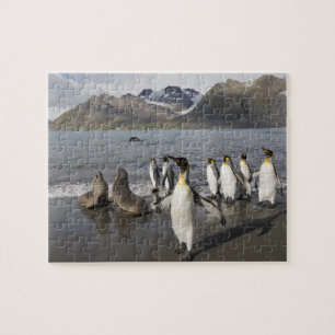 Puzzle Antarctique, île de Géorgie du Sud (Royaume-Uni),