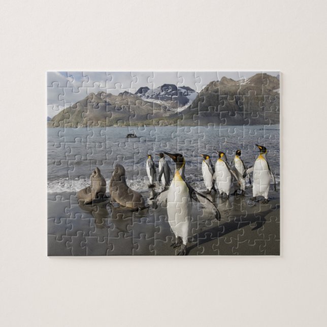 Puzzle Antarctique, île de Géorgie du Sud (Royaume-Uni),  (Horizontal)
