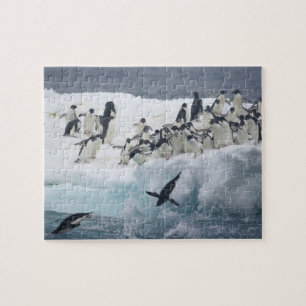 Puzzle Antarctique, île Paulet. Manchots Adélie