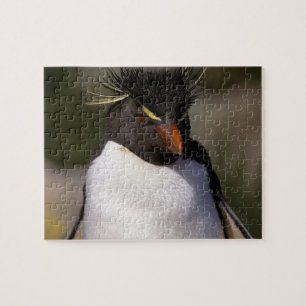 Puzzle Antarctique, îles subantarctiques, Sud 5