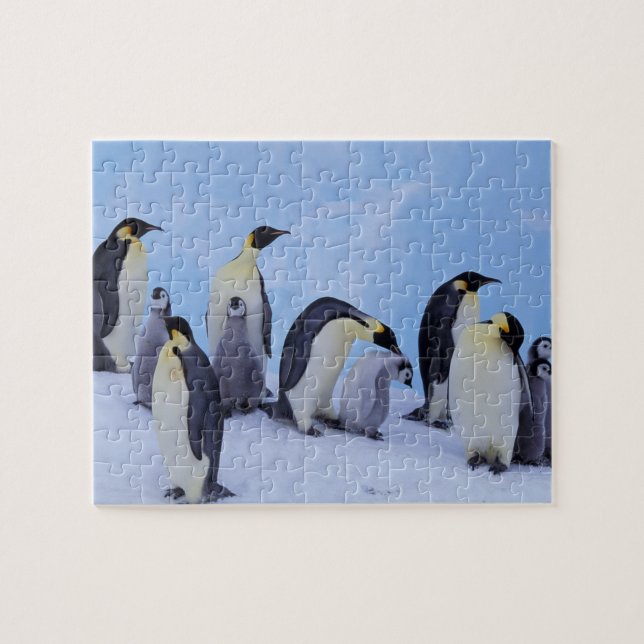 Puzzle Antarctique, Manchots Empereurs (Horizontal)