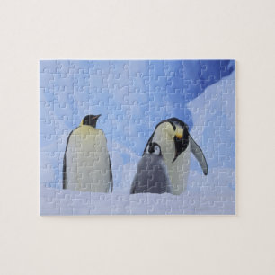 Puzzle Antarctique. Manchots empereurs et poussin
