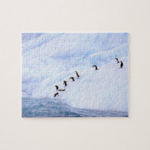Puzzle Antarctique, péninsule Antarctique. Gorfous