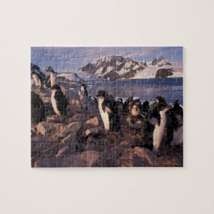 Puzzle Antarctique, poussins de manchots Adélie