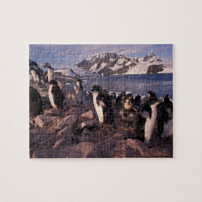 Puzzle Antarctique, poussins de pingouin d'Adelie (Horizontal)