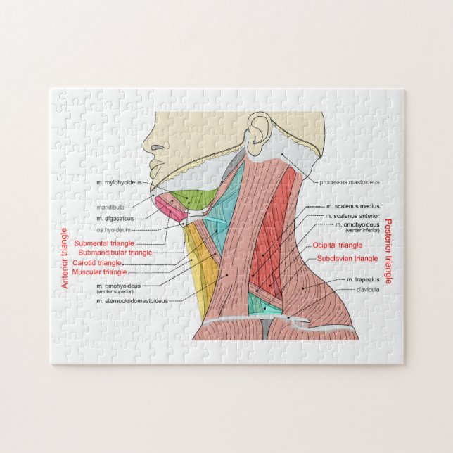 Puzzle Antérieur Triangle supérieur Triangle cou Muscles  (Horizontal)