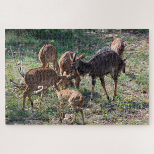Puzzle Antilope calme – Nature africaine