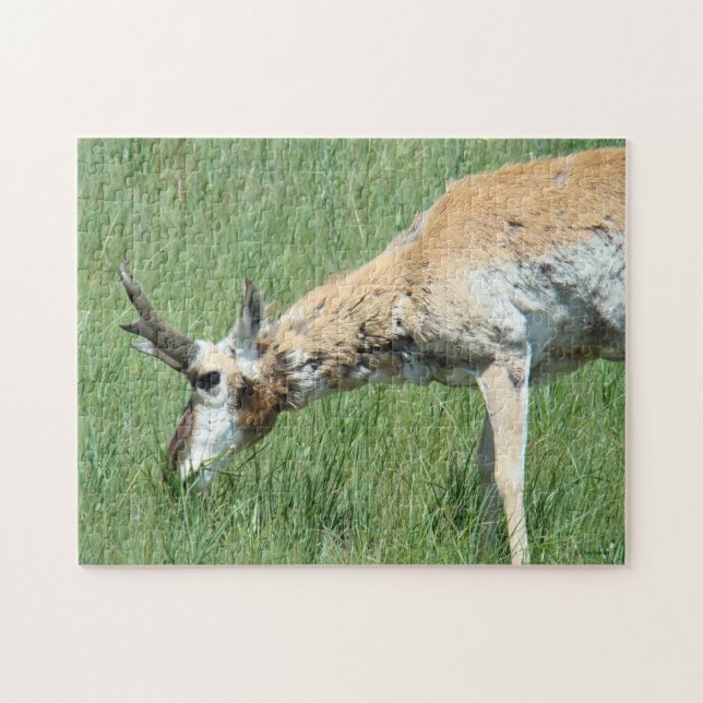 Puzzle Antilope d'Amérique A11 en pâture (Horizontal)
