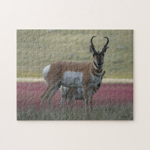 Puzzle Antilope d'Amérique A24
