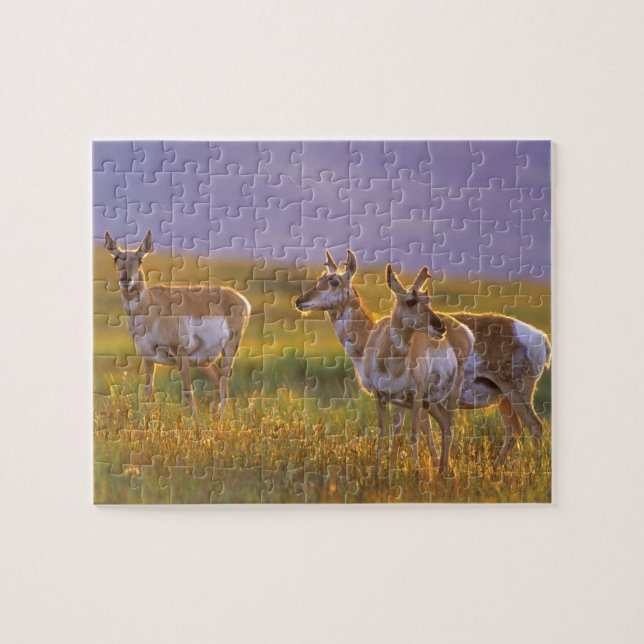 Puzzle Antilope d'Amérique dans le Montana (Horizontal)