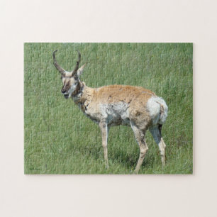 Puzzle Antilope d'Amérique mâle A3 en train de mâcher