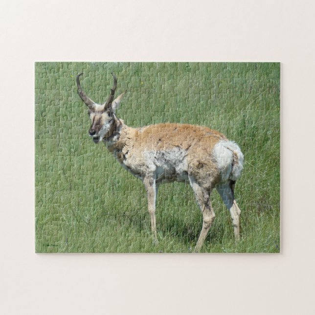 Puzzle Antilope d'Amérique mâle A3 en train de mâcher (Horizontal)