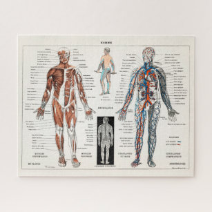 Puzzle Antique Vintage Anatomie Médicale