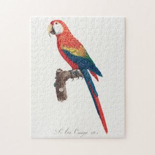 Puzzle Ara Canga Parrot