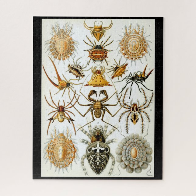 Puzzle Arachnides par Ernest Haeckel illustration vintage (Vertical)