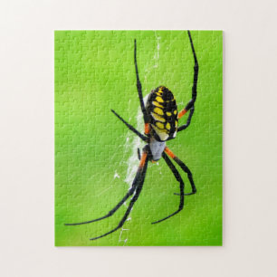 Puzzle Araignée de jardin